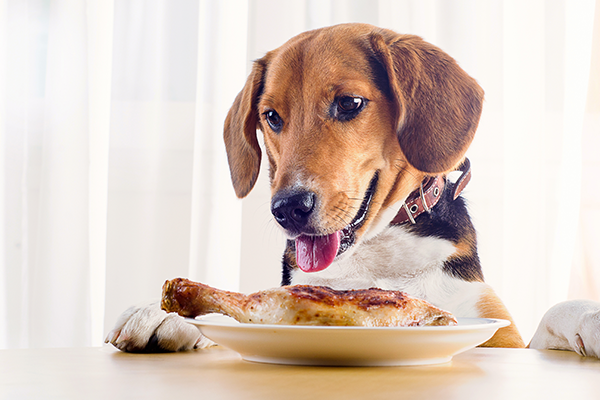 7 Easy Recipes to Treat Your Dog Intro